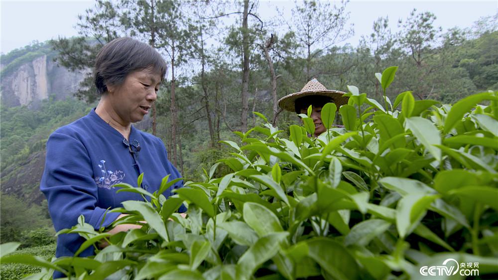 陈珍英采茶