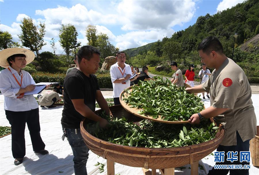 #（新华网）（1）武夷山举办武夷岩茶传统技艺制茶大赛