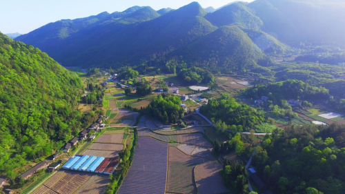 做中国藤茶的引领者，唐崖·滋恬藤茶亮相恩施硒博会