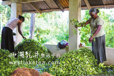 斯里兰卡红茶抢滩南安市场(图)