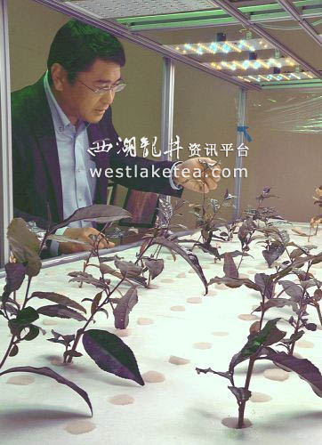 日本研发LED茶叶栽培法 或实现一年十收
