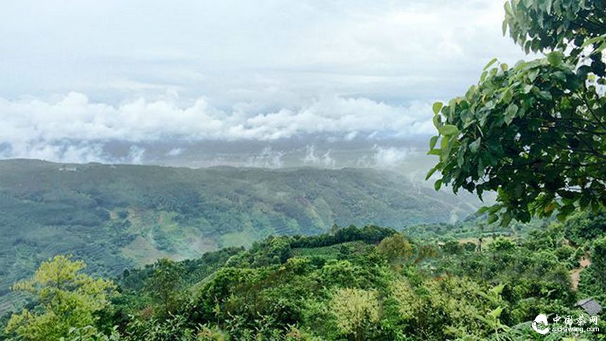 普洱茶行业信息的透明化背后