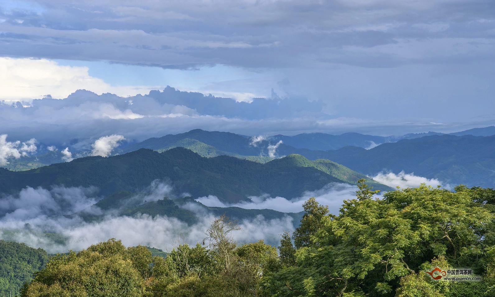 高山茶与平地茶的区别