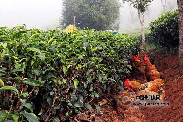 不打农药的茶叶有哪些